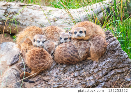 A group of cute meerkats. Meerkat Family are sunbathing. 122253232