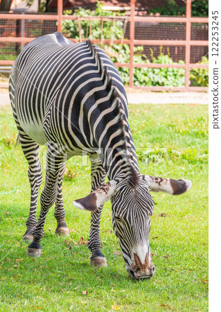 Grevy's zebra, lat Equus grevyi, also known as the imperial zebra eats green grass. 122253245