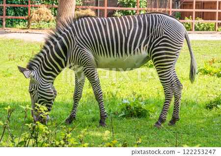 Grevy's zebra, lat Equus grevyi, also known as the imperial zebra eats green grass. Grevy's zebra, lat Equus grevyi, also known as the imperial zebra eats green grass. 122253247