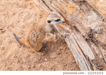 Meerkat suricatta family wildlife picture. Meerkat suricatta family wildlife picture. 122253252
