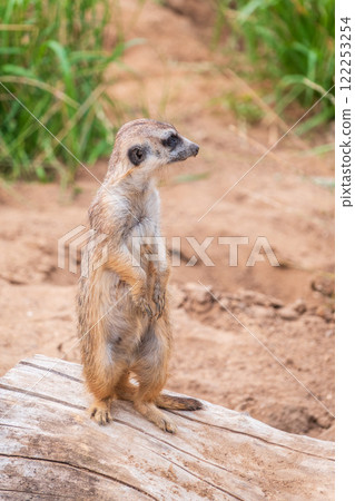 Meerkat, Suricata suricatta, on hind legs. Portrait of meerkat standing on hind legs with alert expression. Portrait of a funny meerkat sitting on its hind legs. 122253254