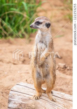 Meerkat, Suricata suricatta, on hind legs. Portrait of meerkat standing on hind legs with alert expression. Portrait of a funny meerkat sitting on its hind legs. Meerkat, Suricata suricatta, on hind legs. Portrait of meerkat standing on hind legs with alert expression. Portrait of a funny meerkat sitting on its hind legs. 122253255