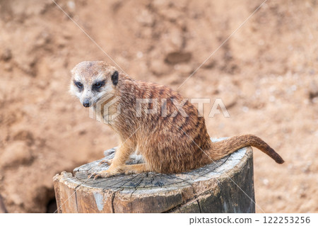 Meerkat suricatta family wildlife picture. 122253256