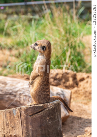 Meerkat, Suricata suricatta, on hind legs. Portrait of meerkat standing on hind legs with alert expression. Portrait of a funny meerkat sitting on its hind legs. 122253263