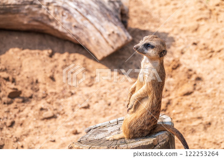 Meerkat, Suricata suricatta, on hind legs. Portrait of meerkat standing on hind legs with alert expression. Portrait of a funny meerkat sitting on its hind legs. 122253264