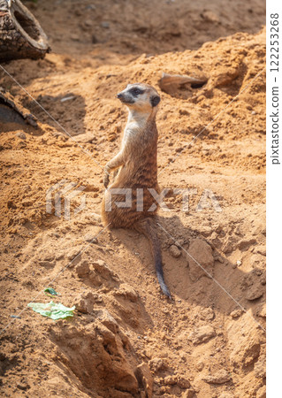 Meerkat, Suricata suricatta, on hind legs. Portrait of meerkat standing on hind legs with alert expression. Portrait of a funny meerkat sitting on its hind legs. Meerkat, Suricata suricatta, on hind legs. Portrait of meerkat standing on hind legs with alert expression. Portrait of a funny meerkat sitting on its hind legs. 122253268