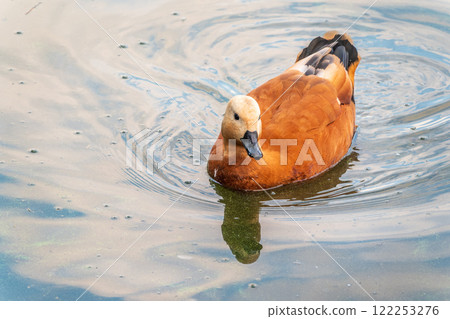 Ruddy Shelduck, or red duck, lat. Tadorna ferruginea, swimming on a lake. Ruddy Shelduck, or red duck, lat. Tadorna ferruginea, swimming on a lake. 122253276