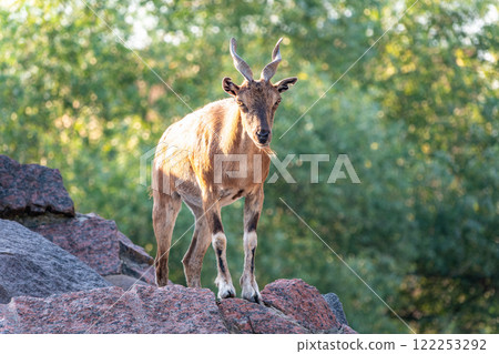 Markhor female on the rock. Latin name - Capra falconeri. Wild goat native to Central Asia, Karakoram and the Himalayas Markhor female on the rock. Latin name - Capra falconeri. Wild goat native to Central Asia, Karakoram and the Himalayas 122253292