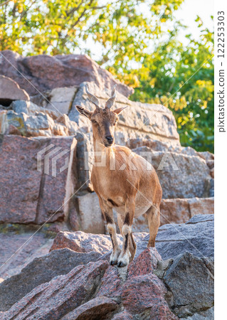 Markhor female on the rock. Latin name - Capra falconeri. Wild goat native to Central Asia, Karakoram and the Himalayas 122253303