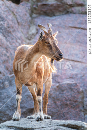 Markhor female on the rock. Latin name - Capra falconeri. Wild goat native to Central Asia, Karakoram and the Himalayas 122253305