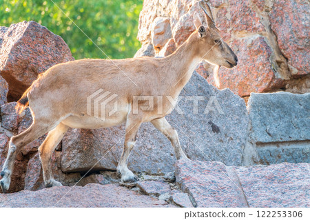 Markhor female on the rock. Latin name - Capra falconeri. Wild goat native to Central Asia, Karakoram and the Himalayas 122253306