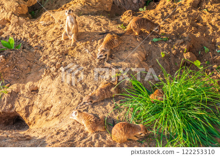 A group of cute meerkats. Meerkat Family are sunbathing. 122253310