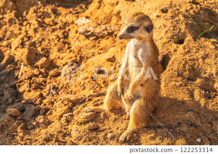 Meerkat, Suricata suricatta, on hind legs. Portrait of meerkat standing on hind legs with alert expression. Portrait of a funny meerkat sitting on its hind legs. Meerkat, Suricata suricatta, on hind legs. Portrait of meerkat standing on hind legs with alert expression. Portrait of a funny meerkat sitting on its hind legs. 122253314