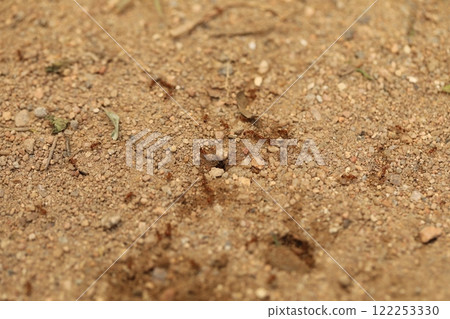 Red Ants Busy on the Mud Red Ants Busy on the Mud 122253330