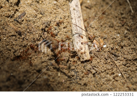 Red Ants Busy on the Mud Red Ants Busy on the Mud 122253331