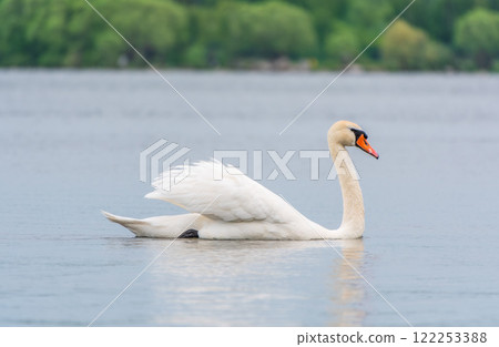 Graceful white Swan swimming in the lake, swans in the wild. Portrait of a white swan swimming on a lake. Graceful white Swan swimming in the lake, swans in the wild. Portrait of a white swan swimming on a lake. 122253388