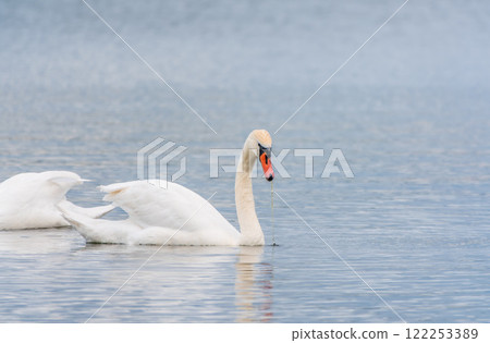 Two Graceful white Swans swimming in the lake, swans in the wild Two Graceful white Swans swimming in the lake, swans in the wild 122253389