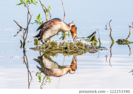 Great Crested Grebe, Podiceps cristatus, water bird sitting on the nest, nesting time on the green lake Great Crested Grebe, Podiceps cristatus, water bird sitting on the nest, nesting time on the green lake 122253390