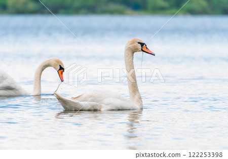 Two Graceful white Swans swimming in the lake, swans in the wild 122253398