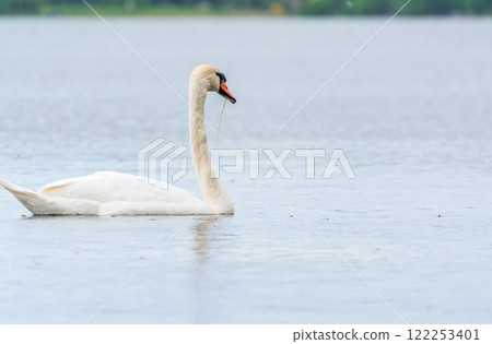 Graceful white Swan swimming in the lake, swans in the wild. Portrait of a white swan swimming on a lake. 122253401