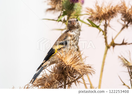 European goldfinch with juvenile plumage, feeding on the seeds of thistles. Carduelis carduelis. 122253408
