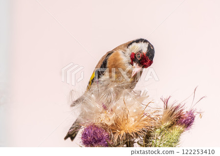 European goldfinch, feeding on the seeds of thistles. Carduelis carduelis. European goldfinch, feeding on the seeds of thistles. Carduelis carduelis. 122253410