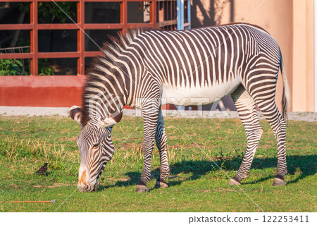 Grevy's zebra, lat Equus grevyi, also known as the imperial zebra eats green grass. 122253411