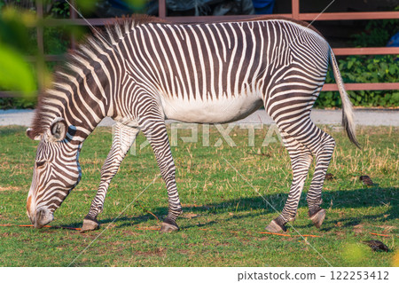 Grevy's zebra, lat Equus grevyi, also known as the imperial zebra eats green grass. Grevy's zebra, lat Equus grevyi, also known as the imperial zebra eats green grass. 122253412