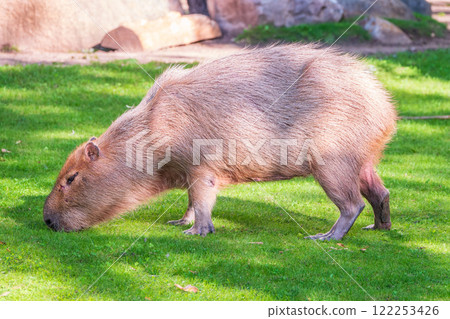 A large capybara walks on the green grass in the park A large capybara walks on the green grass in the park 122253426