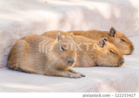 Three capybara in the park 122253427
