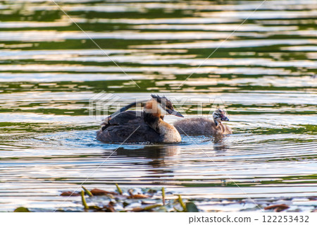 The waterfowl bird, great crested grebe with chick, swimming in the lake. 122253432