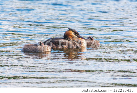 The waterfowl bird, great crested grebe with chick, swimming in the lake. The waterfowl bird, great crested grebe with chick, swimming in the lake. 122253433
