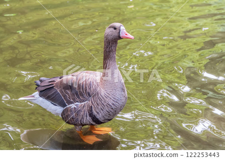 Greater White-fronted Goose (Anser albifrons) standing on the green shore of the pond. 122253443