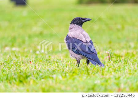 Hooded crow, corvus cornix, standing on the lawn in the spring or summer 122253446