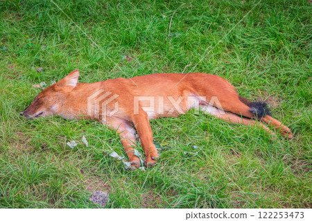 Dhole (Cuon alpinus) also known as the Asiatic Wild Dog Indian Wild Dog or Red Dog 122253473