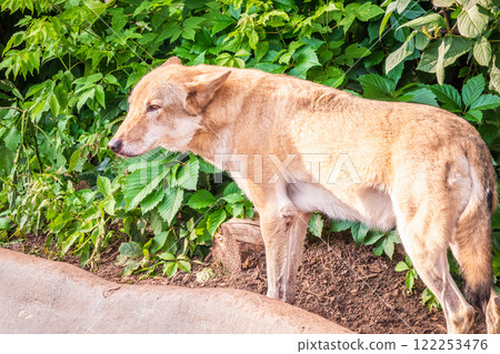 Gray wolf in forest on the green grass. The wolf, Canis lupus 122253476