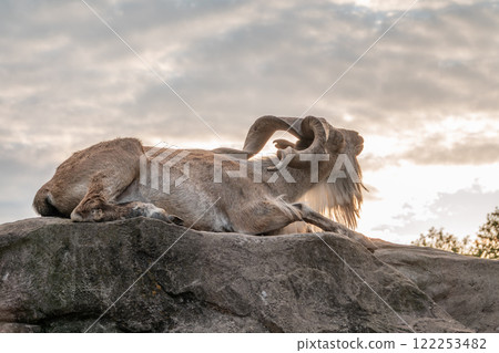 Close-up portrait of Markhor, Capra falconeri, wild goat native to Central Asia, Karakoram and the Himalayas 122253482