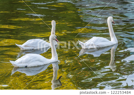Three graceful white swans swims in the lake, swans in the wild. 122253484