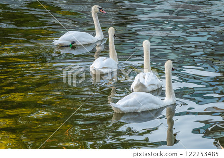 Graceful white Swans swimming in the lake, swans in the wild 122253485