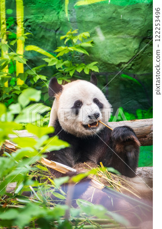 The Giant Panda Bear sits while eating a bamboo stalk 122253496