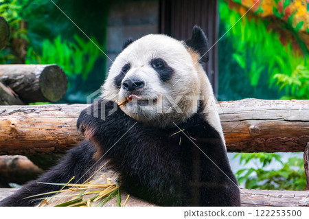 The Giant Panda Bear sits while eating a bamboo stalk The Giant Panda Bear sits while eating a bamboo stalk 122253500