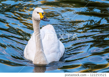 Whooper Swan, Swans, Cygnus cygnus 122253521