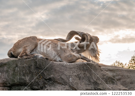 Close-up portrait of Markhor, Capra falconeri, wild goat native to Central Asia, Karakoram and the Himalayas 122253530