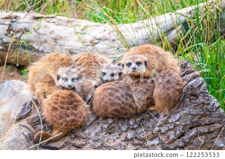 A group of cute meerkats. Meerkat Family are sunbathing. 122253533