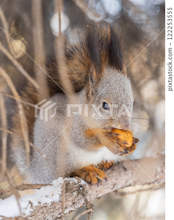 The squirrel with nut sits on tree in the winter or late autumn 122253555