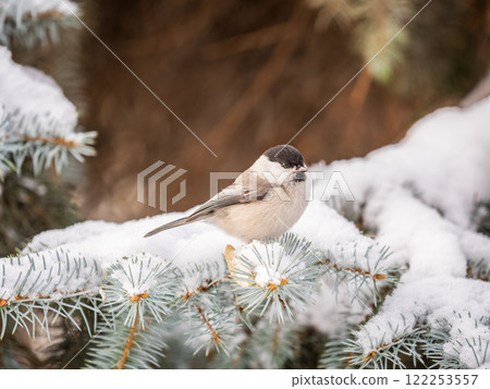 Cute bird the willow tit, song bird sitting on the fir branch with snow in winter 122253557