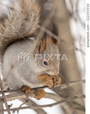 The squirrel with nut sits on tree in the winter or late autumn 122253558
