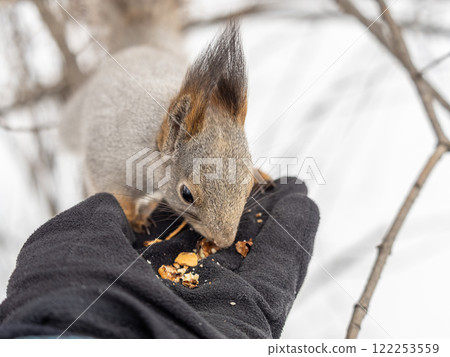 Squirrel eats nuts from a man's hand. Caring for animals in winter or autumn. 122253559