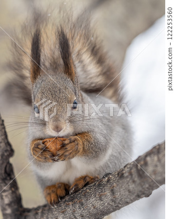 The squirrel with nut sits on tree in the winter or late autumn The squirrel with nut sits on tree in the winter or late autumn 122253560