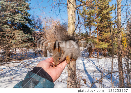 Squirrel eats nuts from a man's hand. Caring for animals in winter or autumn. 122253567